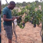 Israeli agricultural non-profit CultivAid helps support Tanzania’s growing wine industry