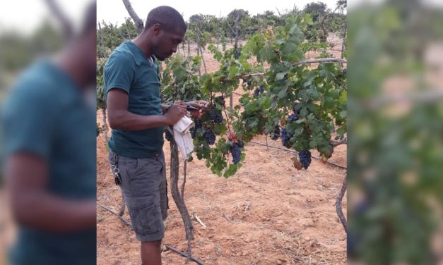 Israeli agricultural non-profit CultivAid helps support Tanzania’s growing wine industry