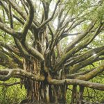 What is the connection between Zionism and planting trees in Israel?