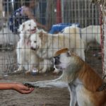 At a Gaza zoo, war takes its toll on the animals
