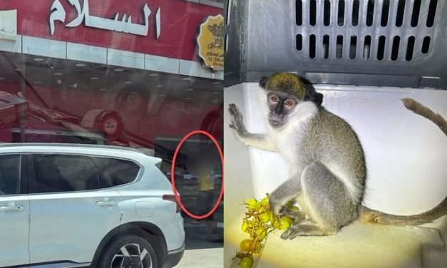 Authorities rescue Israeli shoppers, seize illegal monkey from residence in Jericho, West Bank