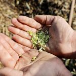 Syria says it can stop buying wheat abroad, but analysts say the reality is more complicated