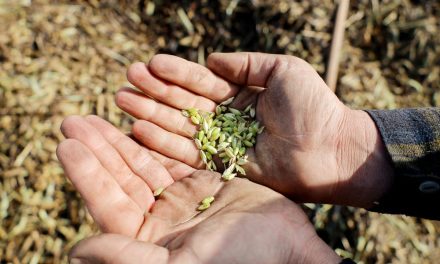 Syria says it can stop buying wheat abroad, but analysts say the reality is more complicated