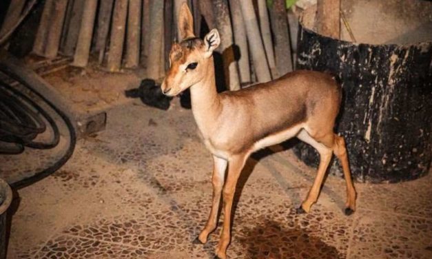Oh deer: Border Police rescue a fawn being illegally held for hunting in West Bank, A-Ram