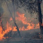 At least 12 killed as wildfires rage across several Algerian provinces