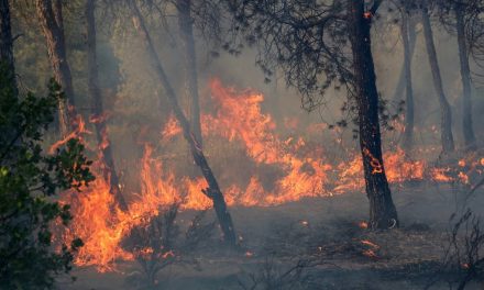 At least 12 killed as wildfires rage across several Algerian provinces