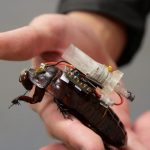 Needle-toting cockroaches could be deployed by search-and-rescue teams for lifesaving injections