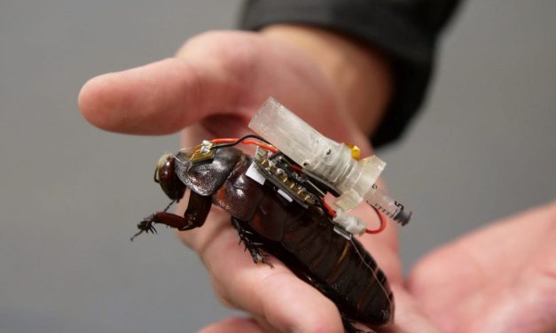 Needle-toting cockroaches could be deployed by search-and-rescue teams for lifesaving injections