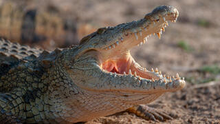 Court snaps shut Ben-Gvir’s ‘Alligator Alcatraz’ plan for terror prisoners