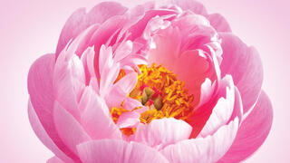 Peony root: the herbal remedy used for hormones, cramps and blood sugar