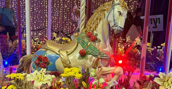 What 3 Million Flowers Taught Me About Israel Right Now