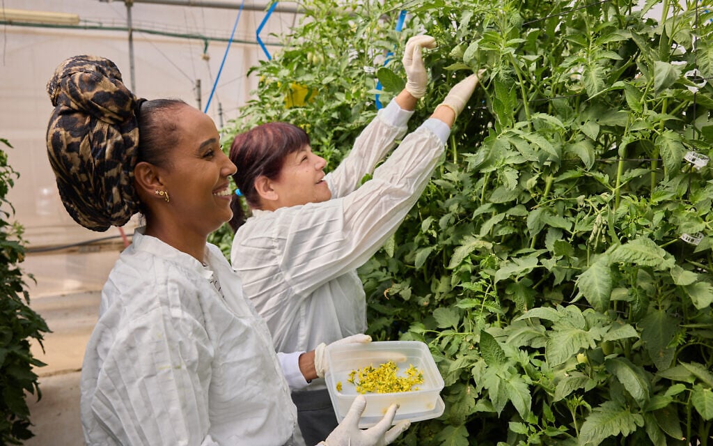 Tomato tomorrow: The Israeli lab creating the veggies of the future