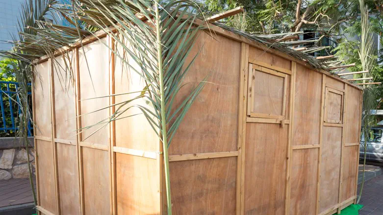 The ‘kol dichfin’ call of Sukkot