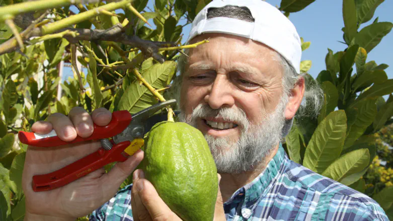 Sukkot – the Four Species: Be an Etrog!