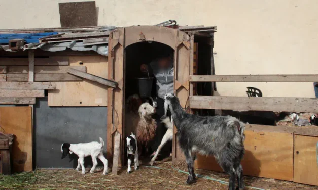 New twist on terrorism: Dozens of animals poisoned in Binyamin region