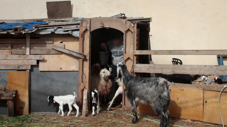 New twist on terrorism: Dozens of animals poisoned in Binyamin region