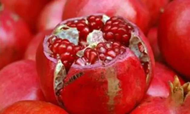 The fruit that never falls alone