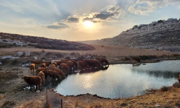 Join us for a special tour of Judea and Samaria farms over Sukkot