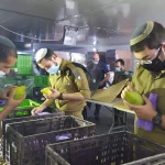The hidden message of the Etrog