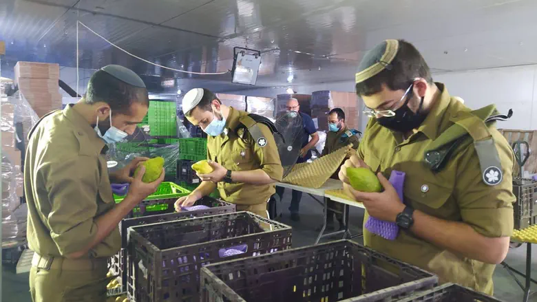 The hidden message of the Etrog