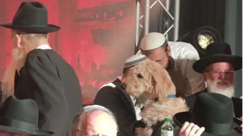 ‘Torah that listens to broken hearts’: Dog joins Torah giants at Sukkot event