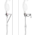 Modern human men evolved unique hip ‘spring’ for efficient walking, Israeli-led study finds