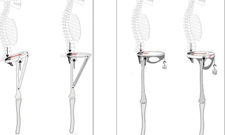 Modern human men evolved unique hip ‘spring’ for efficient walking, Israeli-led study finds