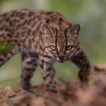 Mysterious Bolivian ‘weird cat’ recognized as new species, marking first discovered in over century