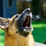 Using babies, Israeli study reveals why AI fails to truly understand animal calls