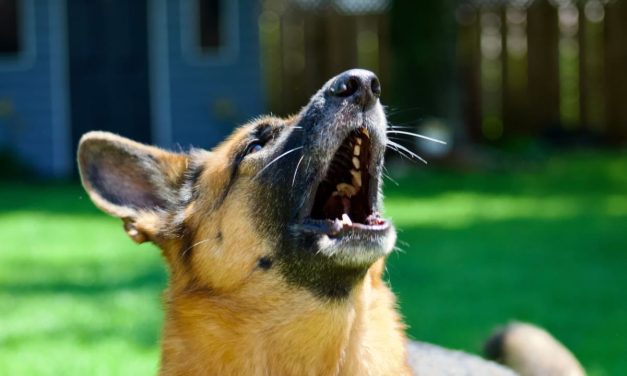 Using babies, Israeli study reveals why AI fails to truly understand animal calls