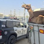 Illegal Negev camel race intercepted by Southern District Police
