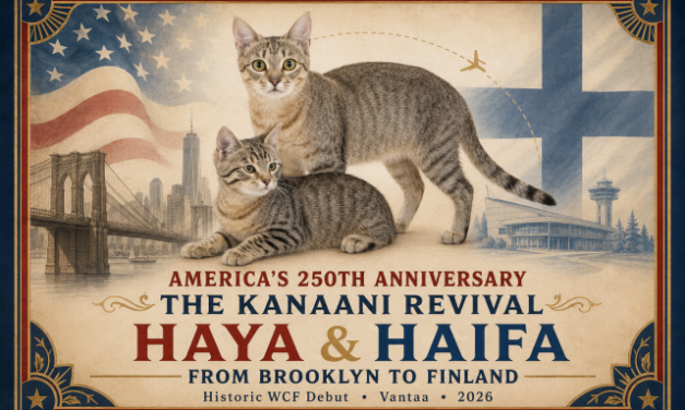 Mikhail Salita | Kanaani Cats Nominated for Brooklyn Certificate of Proclamation