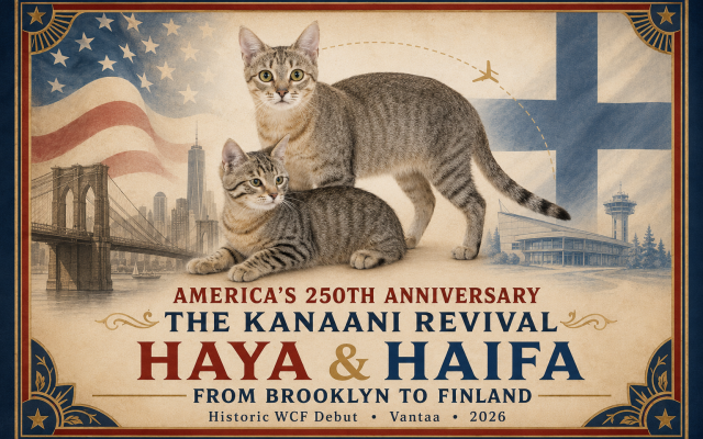Mikhail Salita | Kanaani Cats Nominated for Brooklyn Certificate of Proclamation