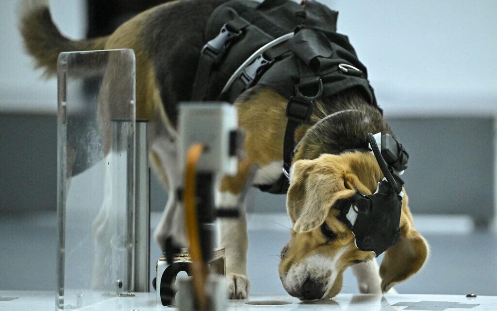 Can dogs sniff cancer? An Israeli co-founded AI startup thinks so
