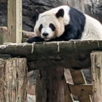 Xi revives panda diplomacy with new pair for Atlanta