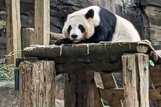 Xi revives panda diplomacy with new pair for Atlanta