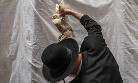 Dead chickens found in trucks likely tied to Orthodox ritual