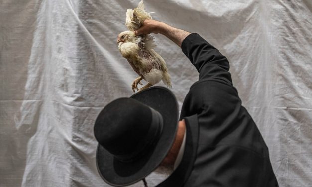 Dead chickens found in trucks likely tied to Orthodox ritual