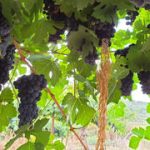 The half-empty glass: Israel’s wine industry battles falling demand, cheap imports and growing stockpiles