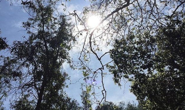 Alissa Thomas-Newborn | Yom HaDin: Looking for the Good