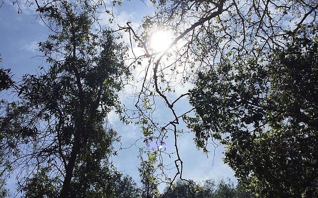 Alissa Thomas-Newborn | Yom HaDin: Looking for the Good