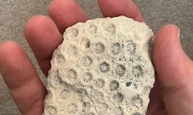 Harold Witkov | Holding the Fifth Day of Creation in my Hand
