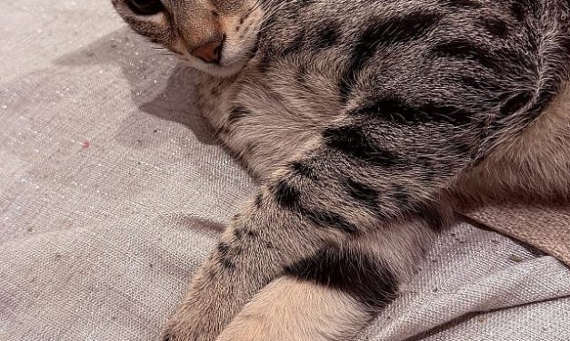 Mikhail Salita | Kanaani: The Royal Heirs to King Solomon’s Feline Throne