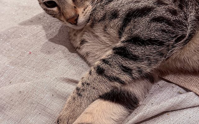 Mikhail Salita | Kanaani: The Royal Heirs to King Solomon’s Feline Throne