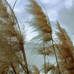 Robert Lichtman | I Can Be Swayed