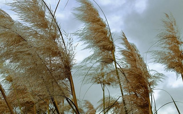 Robert Lichtman | I Can Be Swayed