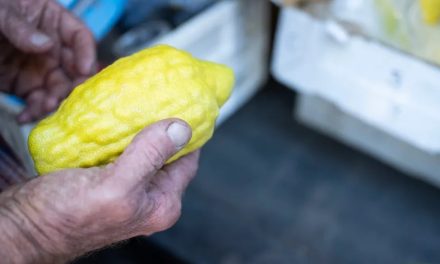 America’s only major etrog grower is in survival mode amid global competition