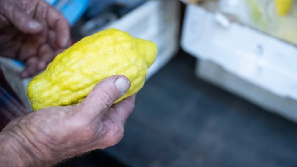 America’s only major etrog grower is in survival mode amid global competition