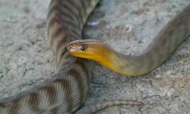Horror in a suitcase: 92 venomous reptiles discovered at German airport