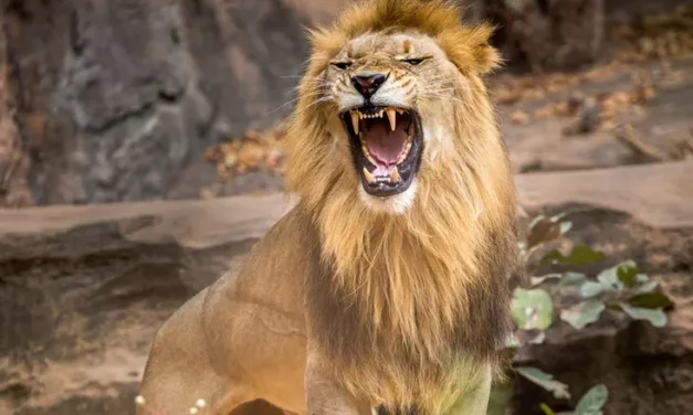 Between humans, lions, and hyenas